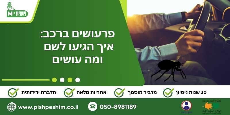 פרעושים ברכב