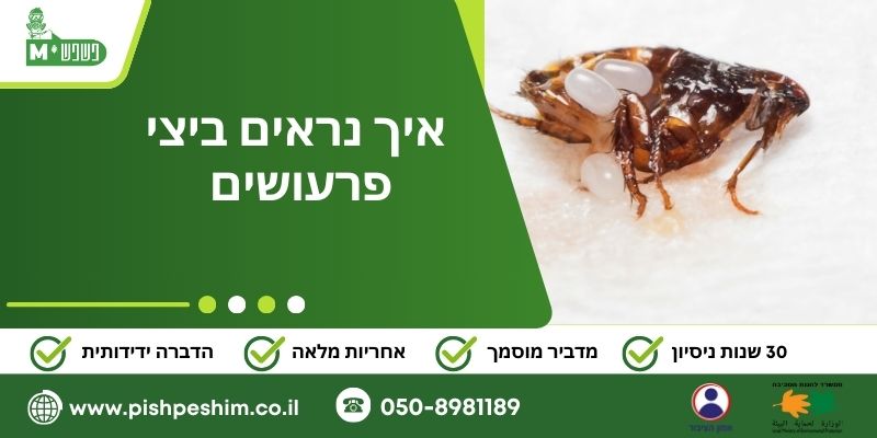 כיצד נראים ביצי פרעושים