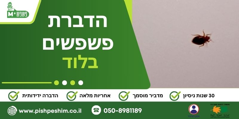 הדברת פשפשים בלוד